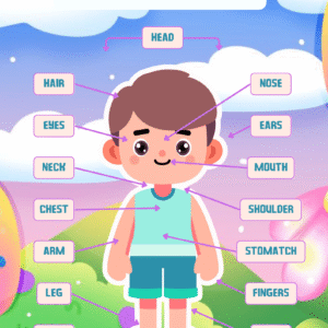 Parts of the body Chart
