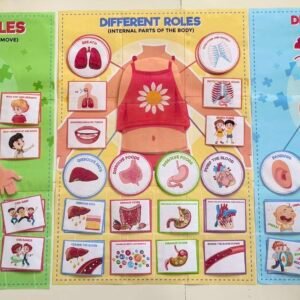 Parts of the body - Different roles of the body