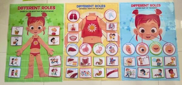 Parts of the body - Different roles of the body