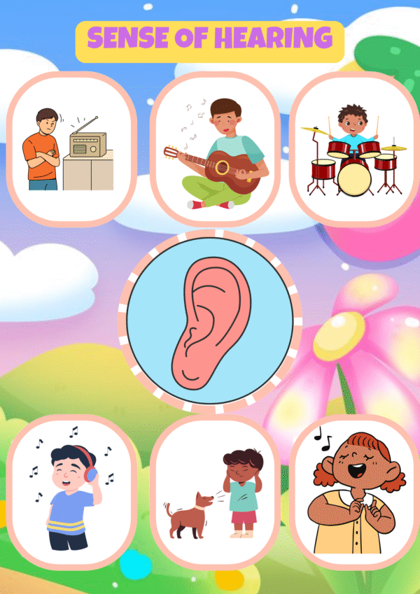 5 Senses detachable activity