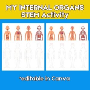 My Internal Organs - STEM Activity
