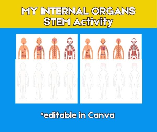 My Internal Organs - STEM Activity