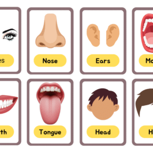 English Language Arts Body Parts Flashcard